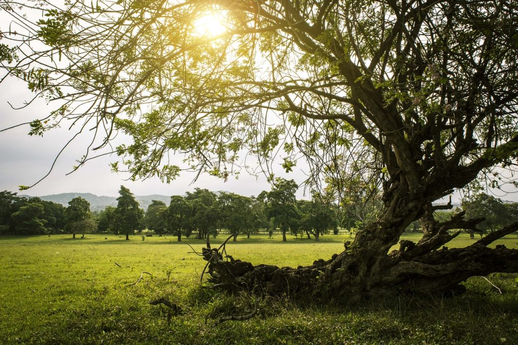 The sun shines through the leaves of a singular tree in an open, green field.
