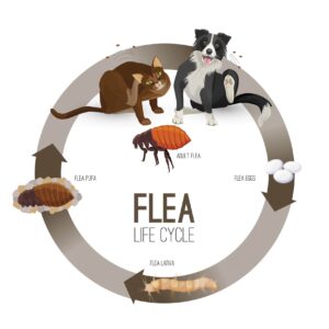 image demonstrating the life cycle of a flea, with a dog and a cat at the top to show that they are affected by fleas